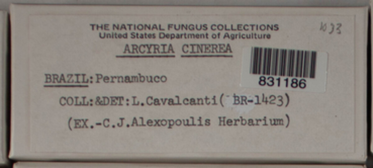 Arcyria cinerea image